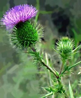 Scotland plants