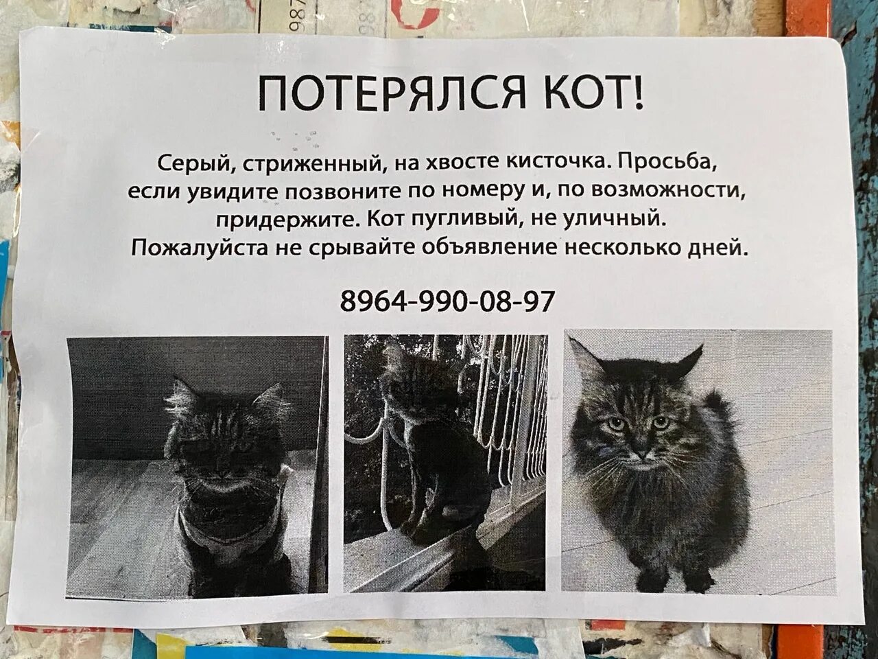 Потеряли кошку объявления
