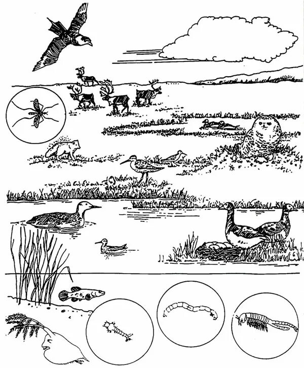 Степь и ее обитатели. Раскраска животные севера. Животные и растения севера. Кроссворд на тему животные и растения. Красводр на тему животные и растения.