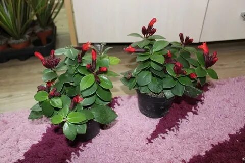 Комнатное растение куфар минск
