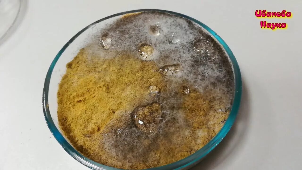 Beauveria bassiana микроскопия. Метаризиум триходерма. Метаризиум триходерма. Bacillus subtilis на чашке петри. Гриб метаризин.