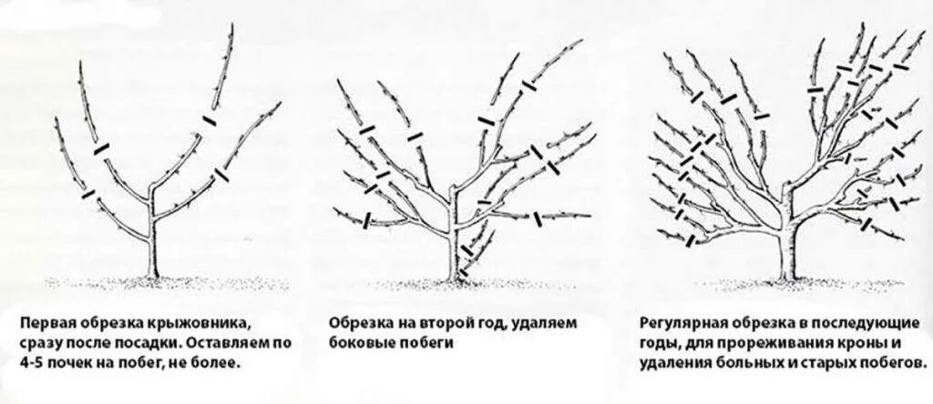 Обрезка крыжовника весной видео. Схема обрезки крыжовника весной. Схема обрезки крыжовника осенью. Схема обрезки куста крыжовника. Схема формировки крыжовника.