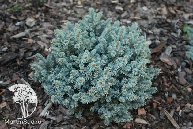 Ель компакта. Picea pungens compacta pyramidalis / Tokarz. Ель Пирамидалис компакта. Ель ситхинская Зильберцверг. Ель колючая компакта Пирамидалис / Токарц.