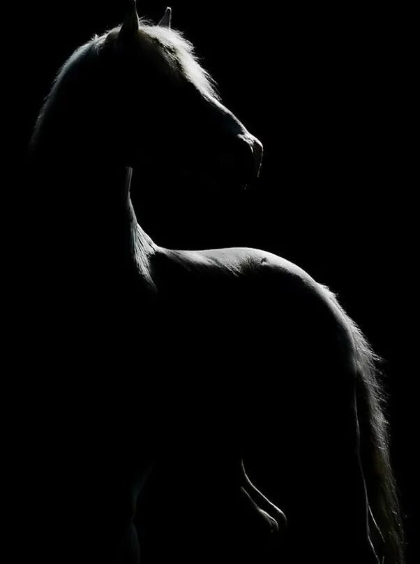 Лошадь в темноте. Лошадь на черном фоне. Черный конь. Лошадь на темном фоне. Конь на черном фоне.