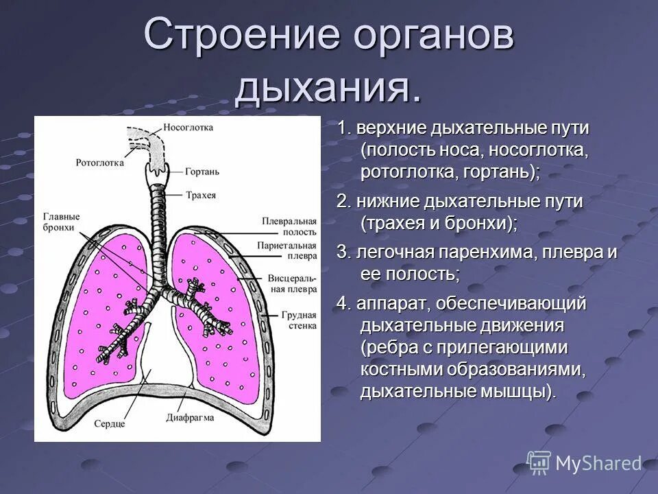 Понижение давления в плевральной полости. Дыхательная паренхима. Что такое изменение легочной паренхимы. Паренхима легких. Строение органов дыхания.