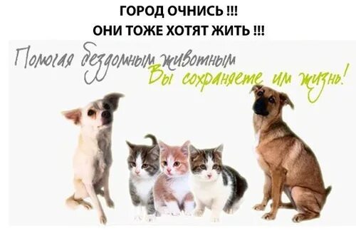 Хочется жить 2024. Они хотят жить. Они хотят жить. Демотиваторы про бездомных животных. В жизни много моментов ради которых стоит.