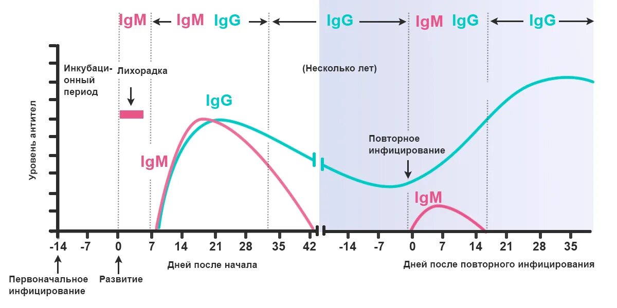 Ig g корь. Антитела IGM IGG шкала. Антитела класса g к SARS-cov-2. Антитела иммуноглобулина g и m. Сывороточных iga, IGG, IGM;.