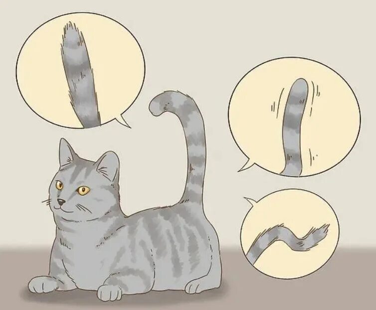 Что обозначают хвосты кошек. Кошачьи жесты хвостом. язык кошачьего хвоста в картинках. жест хвостов у кошек. язык котов по хвосту.
