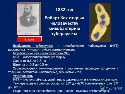 Палочка коха является возбудителем