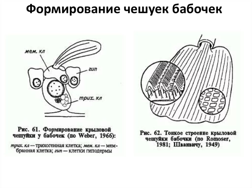 Оборудования для исследования строения крыла бабочки. Строение чешуйки бабочки. Строение тела бабочки чешуя. Строение крыльев бабочки чешуйки. Строение чешуи бабочек.