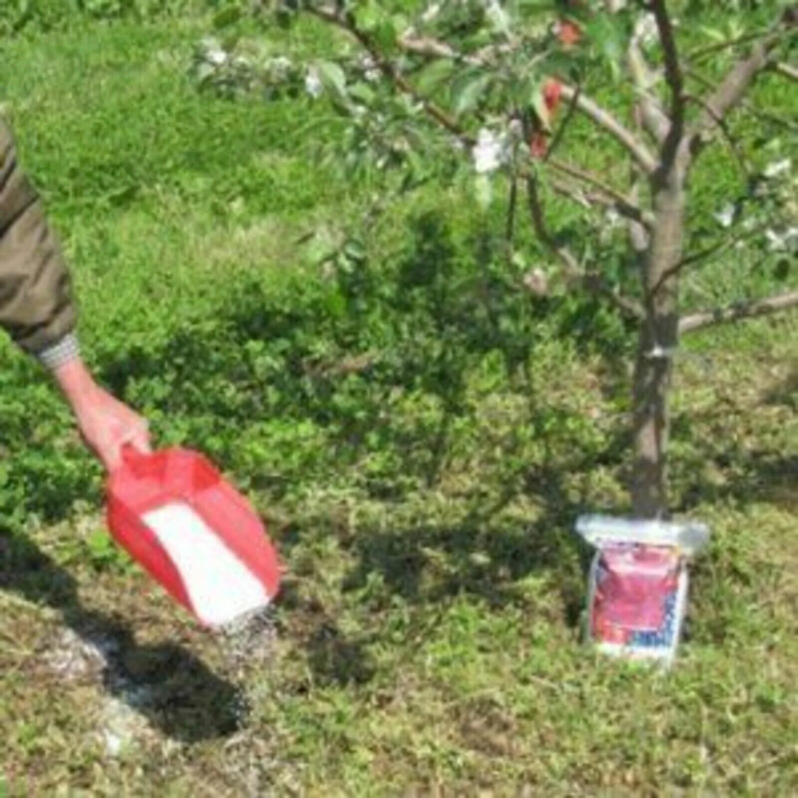 Подкормка яблонь весной для большого урожая. Летняя подкормка плодовых деревьев. Подкормить яблоню в августе. Как подкармливать яблоню. Подкормить молодую яблоню весной.