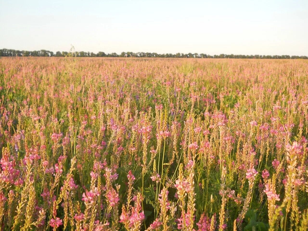 Люцерна поле. Кострец безостый (bromus inermis leyss. Кормовые травы фото. Фестулолиум райграс. Люцерна синегибридная.