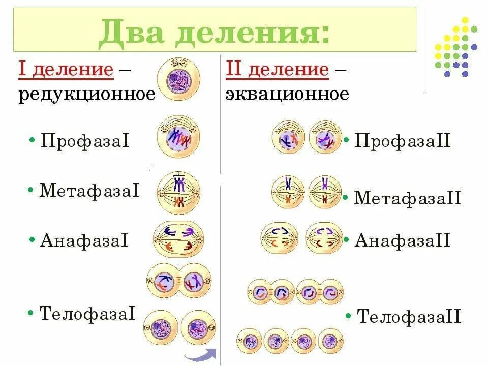 Мейоз 2 фазы кратко. Фазы мейоза биология. Стадии мейоза биология 9 класс. Фазы 1 деления мейоза. Мейоз фазы и процессы.