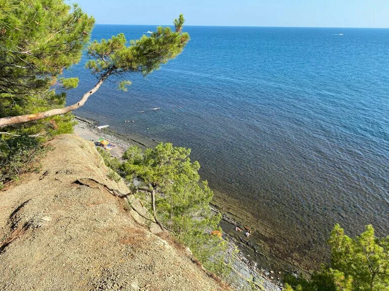 Кемпинг сосны Бетта. Кемпинг Сосновый берег Архипо-Осиповка. Бетта Краснодарский край сосны. Криница кемпинг сосны.