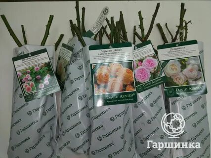 Гаршинка интернет магазин саженцев роз