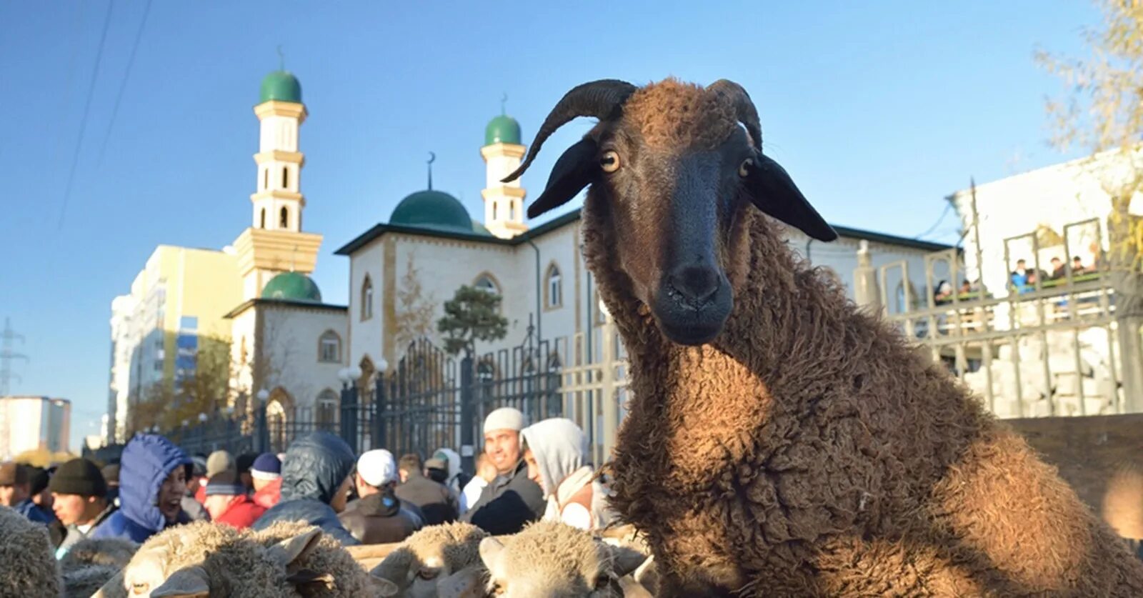 Праздник Курбан байрам у татар. Жертвоприношение Курбан айт. Курбан байрам жертвоприношение. Курбан байрам — праздник жертвоприношения.