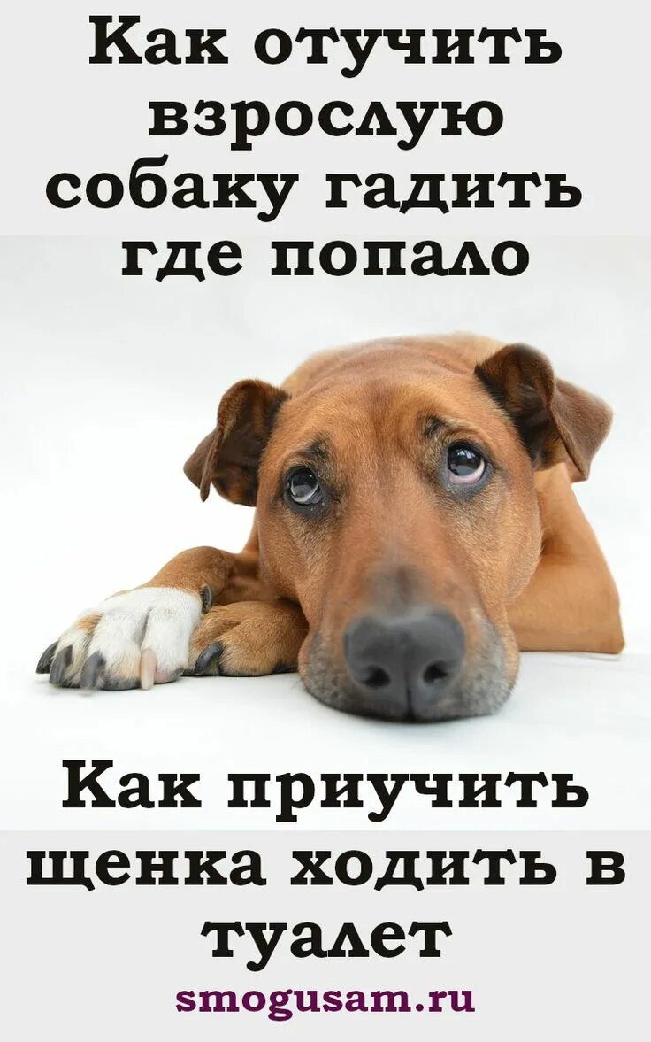 Как отучить гадить где попало. Как отучить собаку гадить где попало. как отучить собаку гадить. как отучить собаку пакостить. как отучить собаку гадить дома.