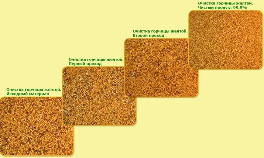 Размер семян горчицы. Очистка семян. ГОСТ горчицы белой. Горчица продовольственная семена. Желтые очистки