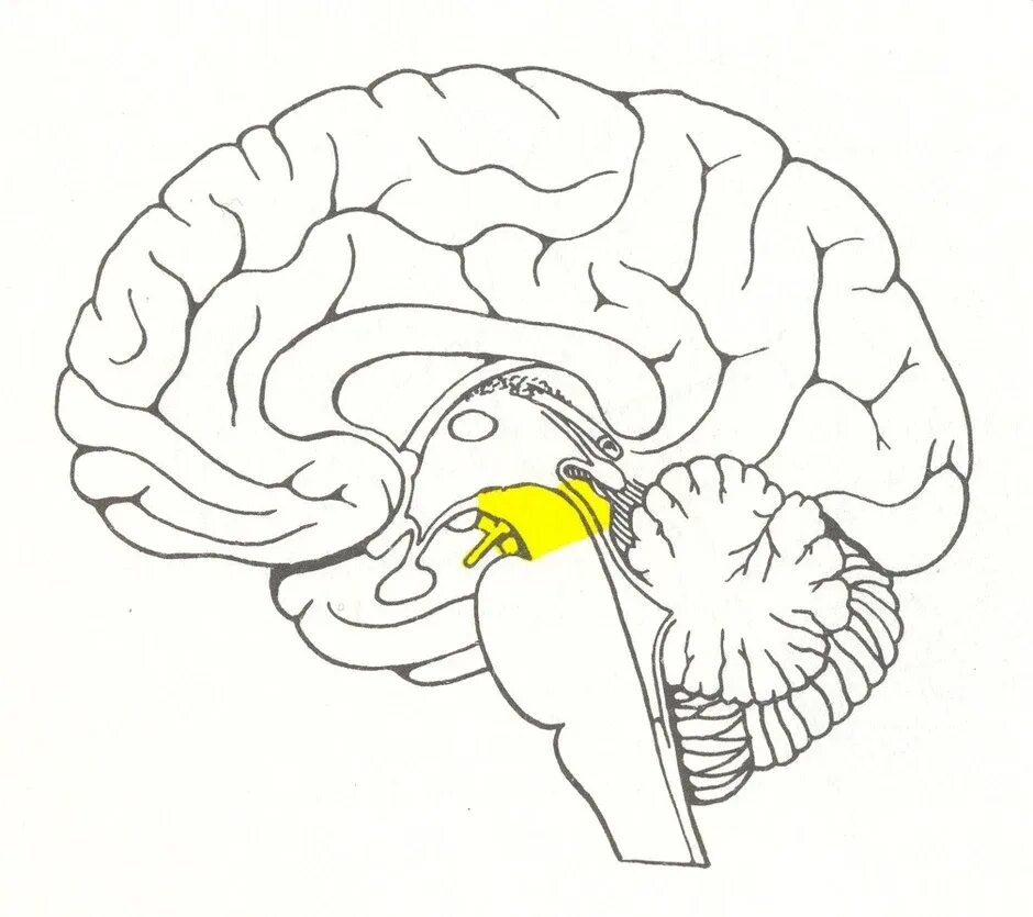 Мозг без подписей. Анатомия головного мозга средний мозг. Головной мозг строение средний мозг. Строение головного мозга рисунок легкий. Средний мозг рисунок анатомия.