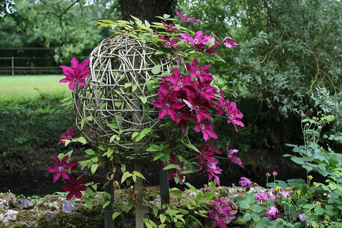 East front fence with Stella D' Oro daylilies and Jackmanii clematis Backyard fe
