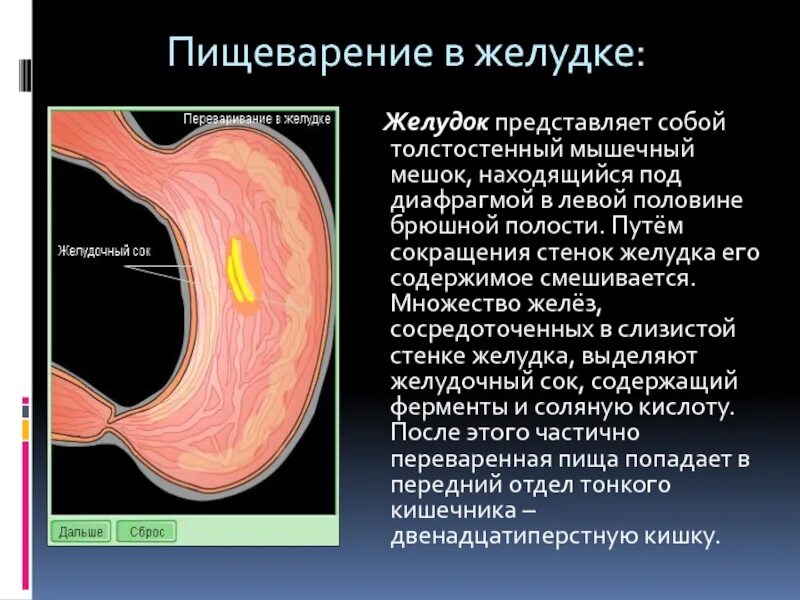 Почему выделяется желудок