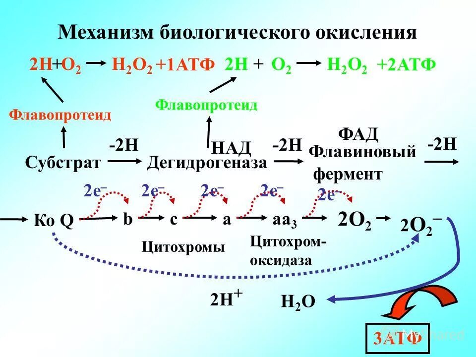 Реакции биологического окисления. Как называется биологическое окисление. 1 стадия биологического окисления. Биологическое окислен е. Как называется биологическое окисление.