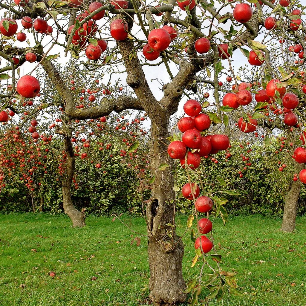Почему падает яблоня. Яблоня malus hyvingiensis. яблоня пониклая. штамбовая яблоня.