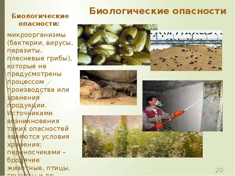 Какая опасность относится к биологическим. Биологическая опасность. виды биологических опасностей. биологические опасности примеры. биологическая опасность виды опасностей.