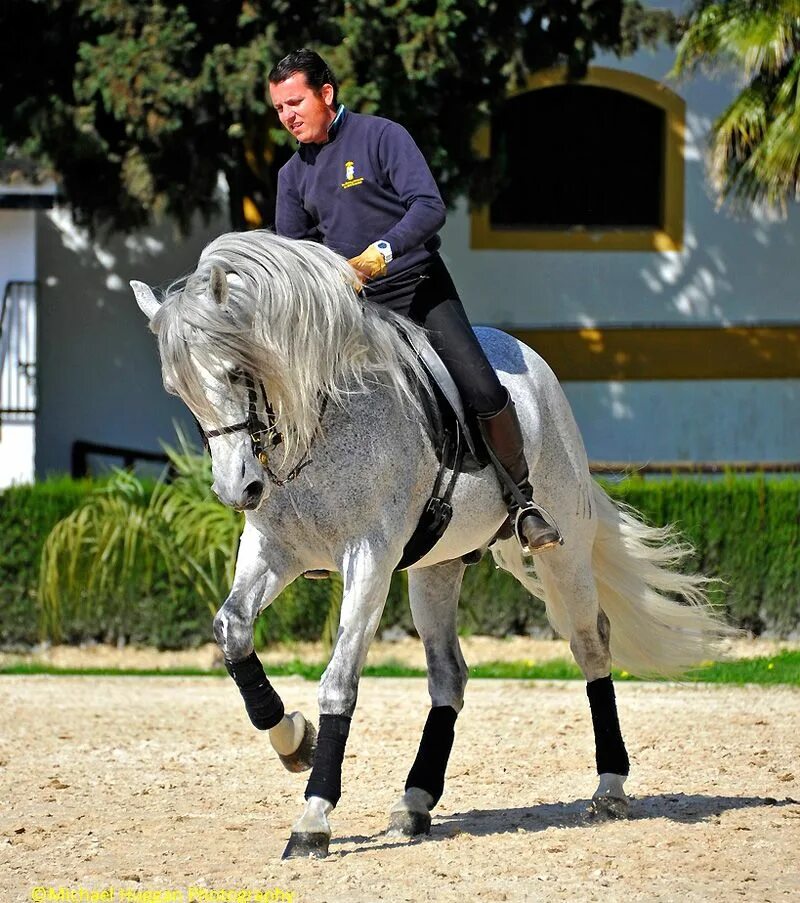Андалузская лошадь выездка. Королевская Андалузская школа верховой езды. Андалузская порода лошадей выездка. Андалузская выездковая лошадь.