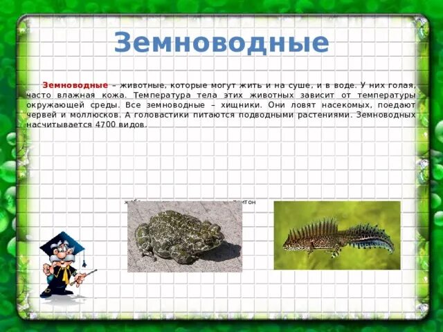 Найдите три ошибки в тексте земноводные. Земноводные определение 3 класс. земноводные 3 класс окружающий мир. земноводные это 3 класс. о земноводных 2 класс.