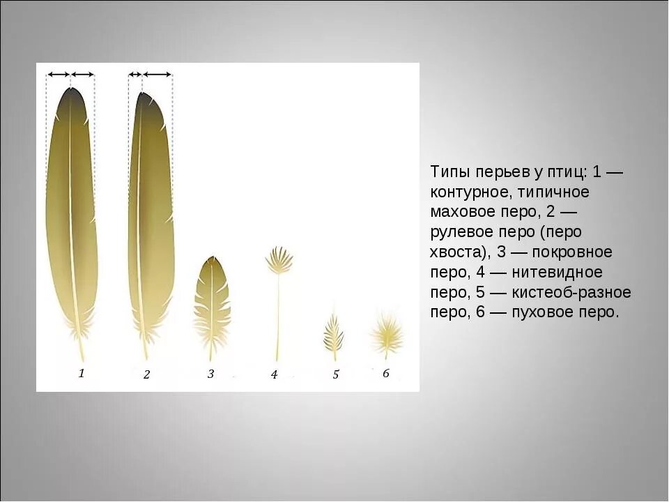 Характеристика пера птицы. Маховое перо птицы строение. Строение покровного пера птицы. Перья птиц маховые и рулевые. Типы перьев и их строение.