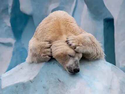 Much bears