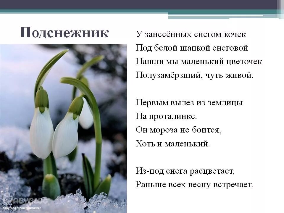 Стих Подснежник Александровой. Стих про Подснежник. Стих про Подснежник для детей. Стихи о подснежниках и весне.