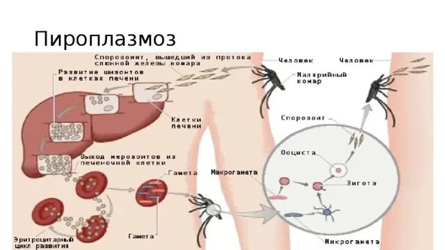 Размножение малярийного плазмодия в эритроцитах. Размножение малярийного плазмодия в эритроцитах