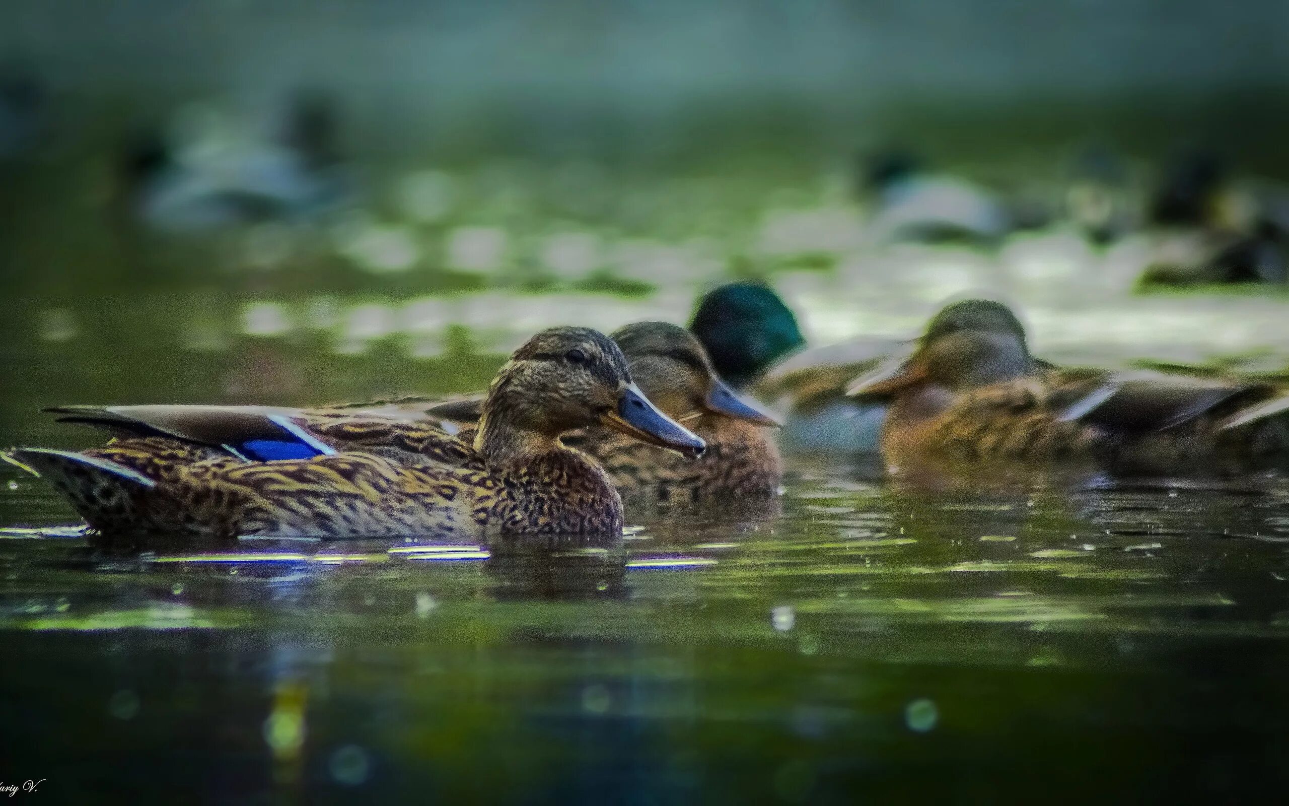 уточки живые утята. уточка на рабочий стол. утки на рабочий стол. утка рабочий стол. селезень 4.