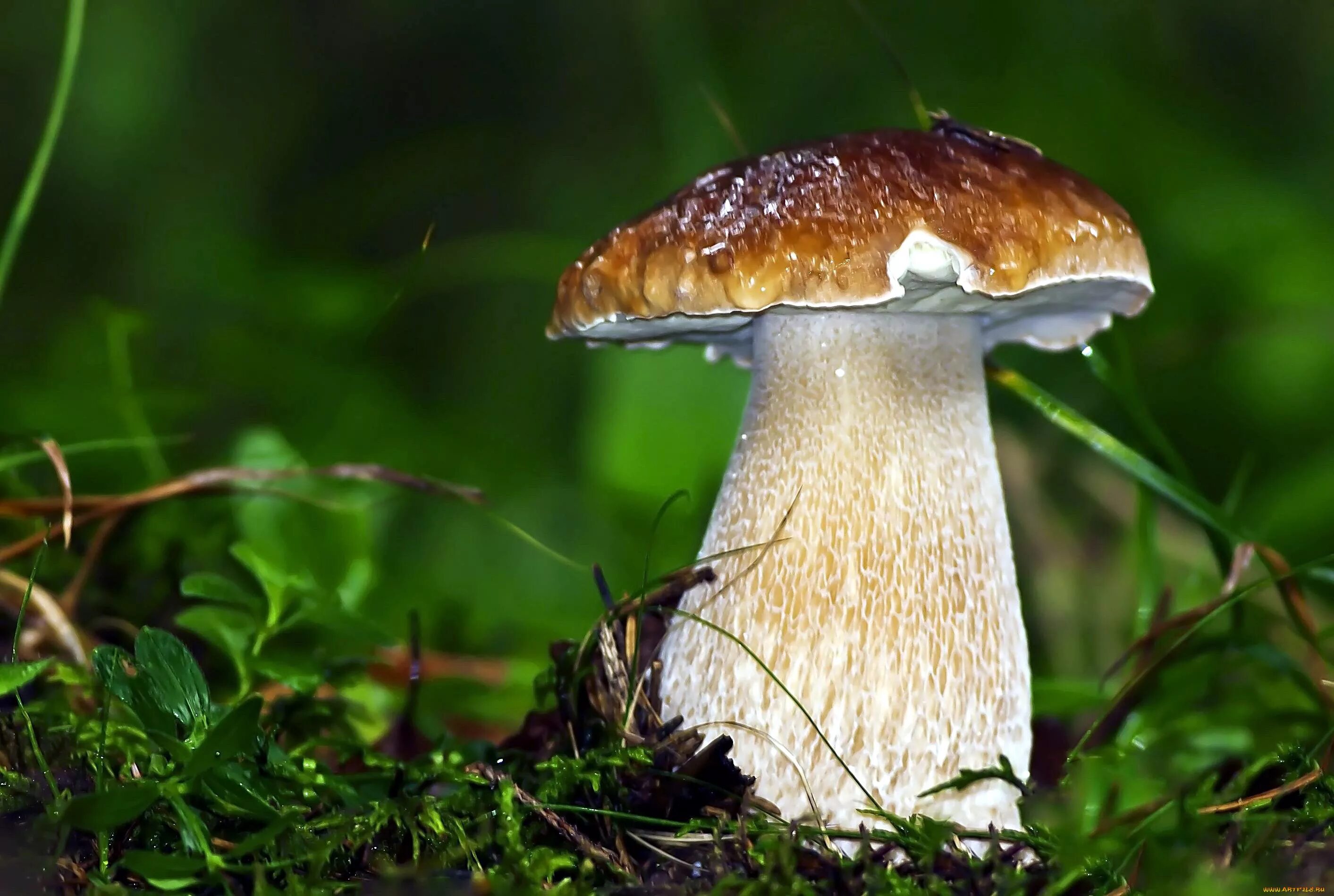 Грибы. Лесные грибы. Грибы картинки. Фото грибов. Белый гриб в природе