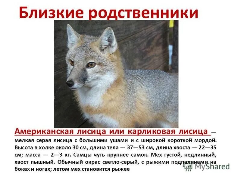 степная лиса 6 букв. корсак в пустыне. пустынная лиса фенек. степная лисица сканворд. лисица фенек.