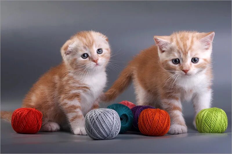 Котята весело играют. Кот клубочком. Рыжий котенок с клубком. Котик с клубочками. Играющие котята.