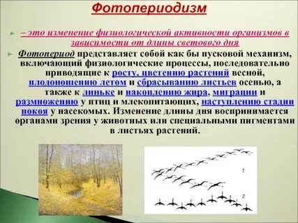 Реакция на изменение светового дня