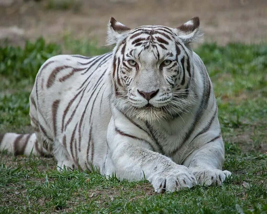 Какой тигр белый. Белый бенгальский тигр. Бенгальский тигр альбинос. Бенгальский Тигренок-альбинос.. Бенгальский тигр бенгальский тигр.