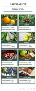 Температура хранения овощей в холодильной