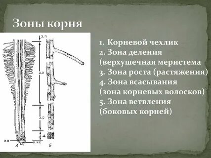 Раскалилось корень