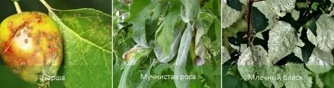 Болезни яблонь описание