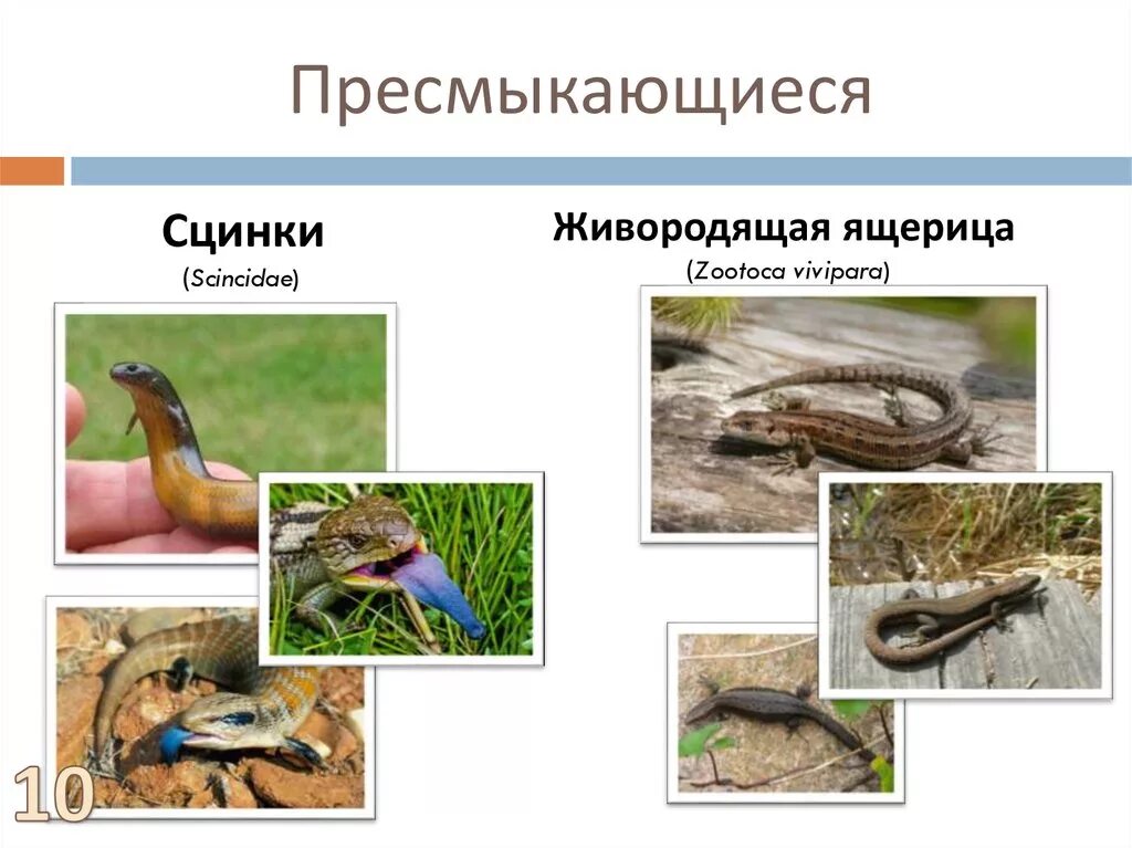 Какие пресмыкающиеся живородящие. Яйцеживородящие пресмыкающиеся. Живородящие у пресмыкающихся. Живорождение у рептилий. Живородящие рептилии примеры.