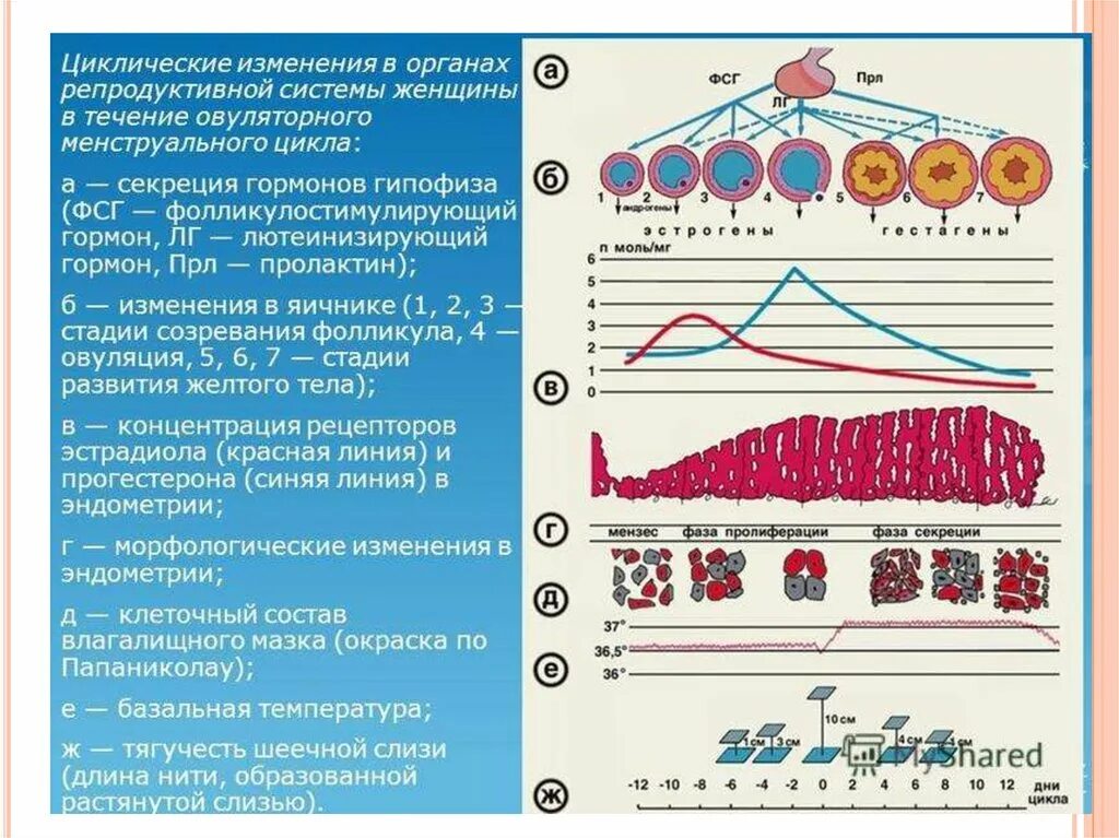 Циклическое изменение температуры. Циклические изменения в органах репродуктивной системы женщины. Циклические изменения. Циклические изменения в яичнике. Циклические изменения в эндометрии.