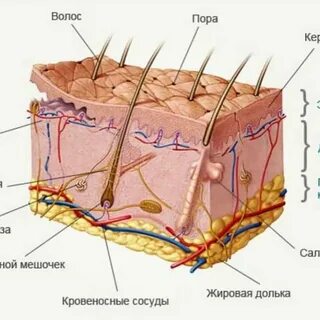 Половая система кожи