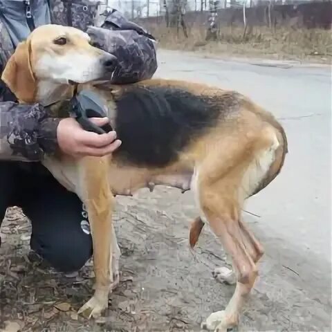 Щенки лабрадора с маламутом. Собаки ст оскол. Питомник собак в сызрань бесплатно фото собак. Смесь терьера и пекинеса. Собаки ст оскол.