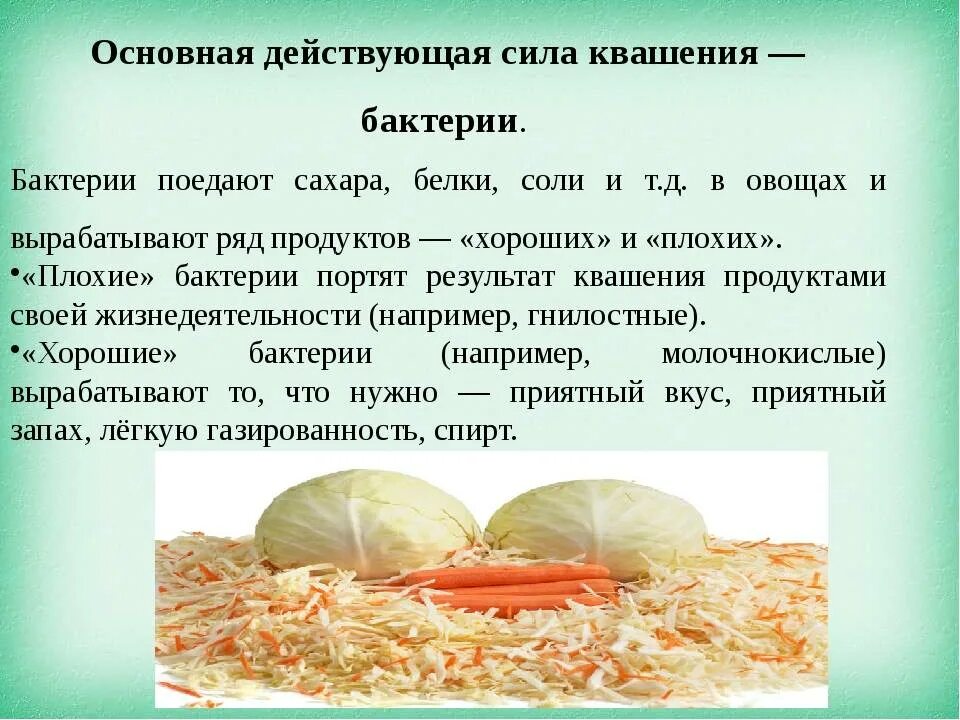 Квашеная капуста дни сколько. Капуста квашеная. Чем полезна квашеная капуста. Квашеная капуста для организма. Что полезного в квашеной капусте.