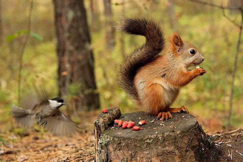 белка ест воробья. белочка умывается. белка ест чайку. белка ест чайку. белка пинтереста.