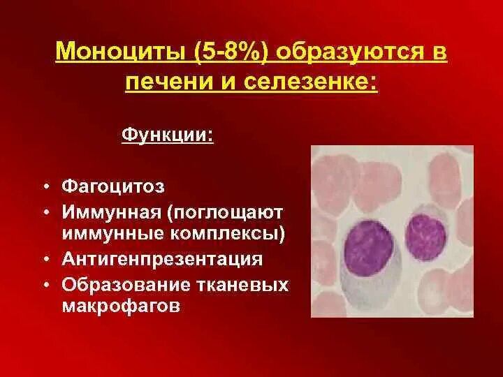 Много моноцитов это. Много моноцитов это